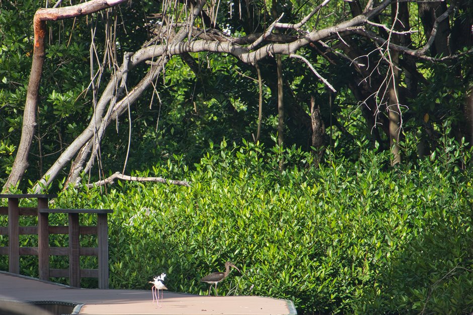 Climate adaptation options database for the Dutch Caribbean 